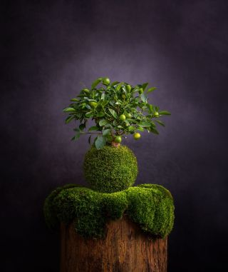 Citrofortunella calamondin / kokedama Ahoj, jsem calamansi, jeden z kouzelných citrusových stromků rostoucích v naší...