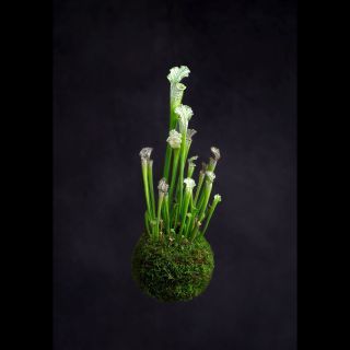 Sarracenia leucophylla / kokedama Zvu Tě na večeři!🦟 Ahoj, jsem špirlice bělolistá, jeden z osmi druhů variabilních...