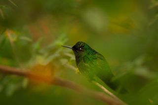 Buff-tailed Coronet / Mindo, Ecuador Boissonneaua flavescens Kolibřík žlutoocasý #bufftailedcoronet #hummingbirds...