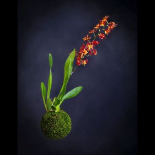 Colmanara Catatante / kokedama Ahoj, jsem Tvoje budoucí nejoblíbenější domácí orchidej - trigenerický kříženec rostlin...