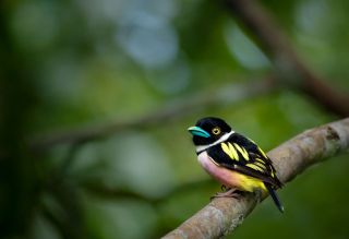 Black-and-yellow Broadbill / Borneo Eurylaimus ochromalus Loboš žlutočerný Pozoor, série nejroztomilejších ptáčků světa...