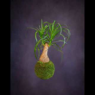 Beaucarnea recurvata / kokedama Ahoj, jsem bokarnea, lidově zvaná sloní noha, anebo třeba lahvová palma, víme proč💡 Jak už...