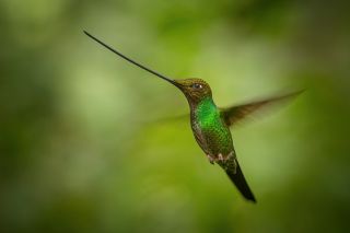 Sword-billed hummingbird / Papallacta Ensifera ensifera Kolibřík mečozobec Tahle ryze vánoční fotka slouží jako přání...