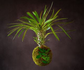 Pachypodium lamerei / kokedama Ahoj, jsem stepní hvězda, výrazný sukulent bytem původně na Madagaskaru a v jižní Africe. V...