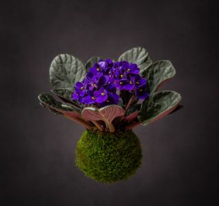 Ahoj, jsem africká fialka alias Saintpaulia, ve vhodných podmínkách nenáročná pokojová rostlina bytem původně v Tanzanii,...