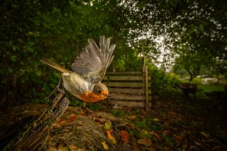 European robin (Erithacus rubecula) Teritoriální červenka je po brhlíkovi a pár dalších samorostech největší zahradní...